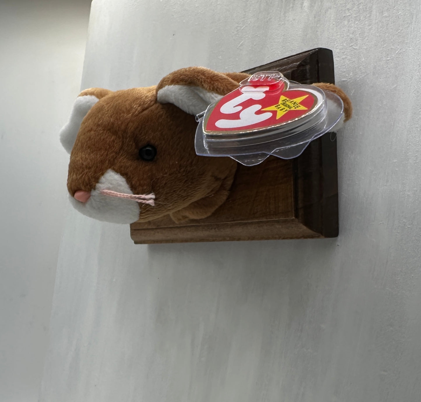 Ears Trophy Animal