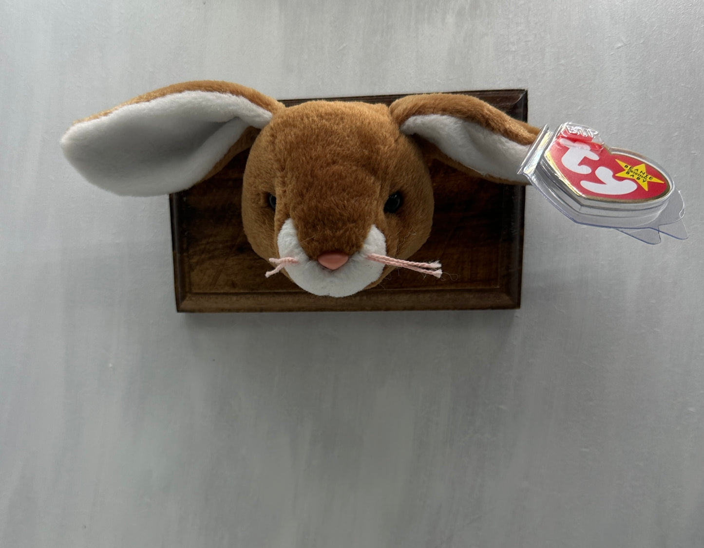 Ears Trophy Animal